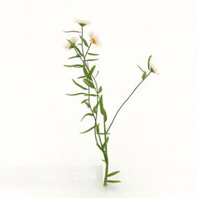 White Chrysanthemum 3d model