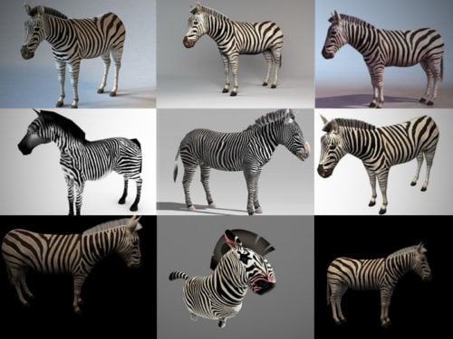 10 Realistic Zebra 3D Models Collection