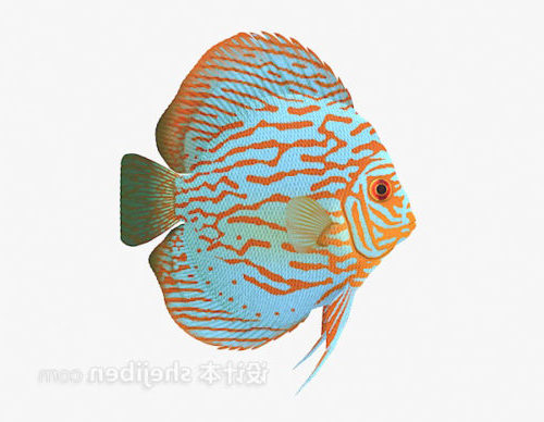 Color Fish Sea Animal