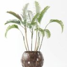 Indoor And Outdoor Pot Plant