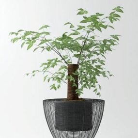 Decorazione dell'albero bonsai da interno modello 3d