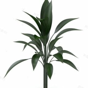 Indoor Big Leaf Plant Tree 3d model