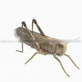 Wild Cricket Animal 3d model