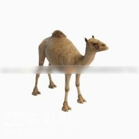 Dromedar Camel Animal 3d-modell