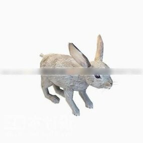 Wild Rabbit Animal 3d model