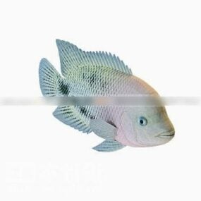 Model 3D niebieskiej ryby Koi