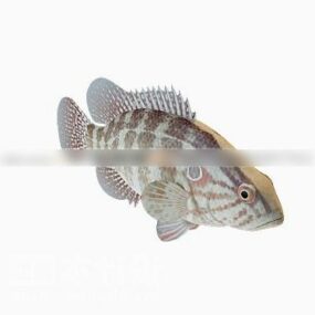 Modello 3d del pesce persico