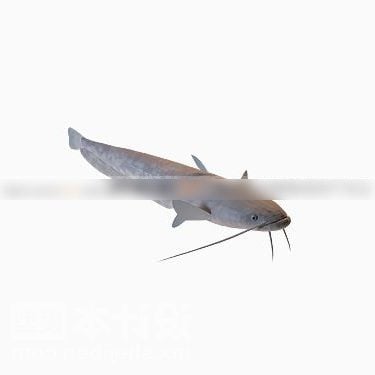 Airbreathing Catfishes Fish