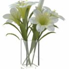 Lily Flower Potted Plant