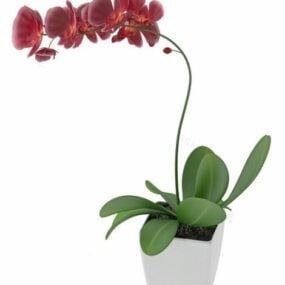 Orchid Potted Plant 3d model