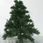 Tanaman Pinus