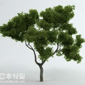 Modelo 3d de planta de árbol de belleza