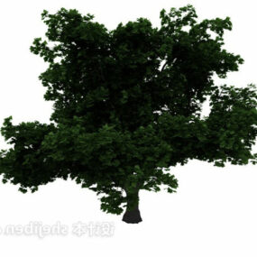 3д модель широколиственного большого дерева