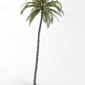 3д модель тонкой кокосовой пальмы