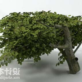Ash Tree Plant 3d model