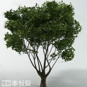 3D model rostliny listnatých stromů