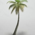 Realistic Coconut Tree