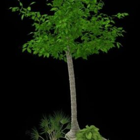 Tropical Garden Tree 3d model