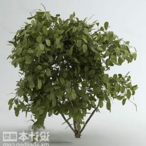 Broad Leaf Garden Plant 3d model