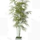 Bambusowa Roślina Doniczkowa