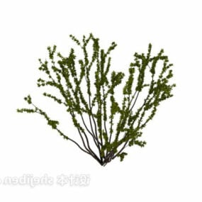 Krzewy roślin papirusowych Model 3D