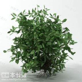 Soft Bushes Plant 3d model