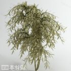 Japanese Small Leaf Tree