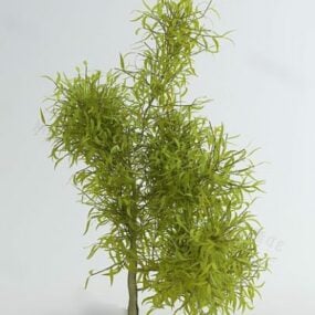 小さな葉を持つ緑の木3Dモデル