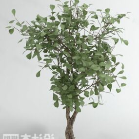 Common Tree 3d model