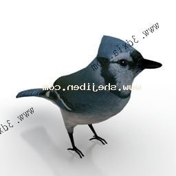 Wild Blue Jay 3d model