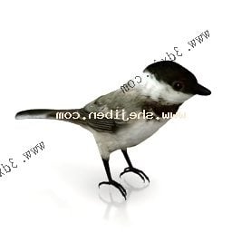 Modello 3d del passero selvatico