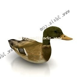 Swimming Duck 3d model