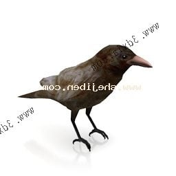 Wild Crow 3d model