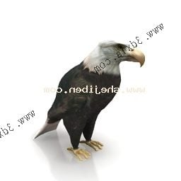 3д модель американского белоголового орлана