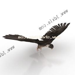Hawk Flying 3d model