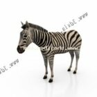 Wild Zebra Horse