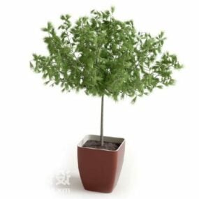 Saksı Bitki Kapalı Yaprak Ağacı 3d modeli