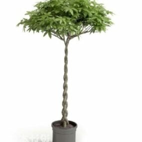 Potted Plant Twist Branches Tree 3d model