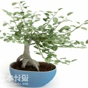Indoor Potted Bonsai Plant 3d model