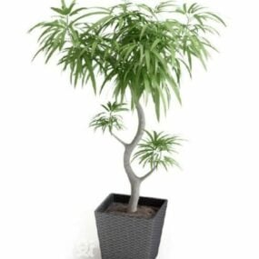 Curved Tree Potted Plant 3d model
