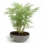 Small Bamboo Potted Plant
