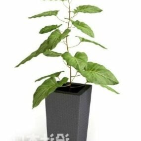 Indoor Potted Plant Big Leaf V1 3d model