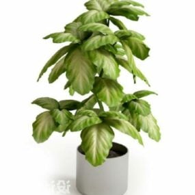 Potplant Indoor Big Leaf Tree Decoratie 3D-model