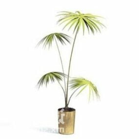 室内亚洲棕榈植物树装饰3d模型