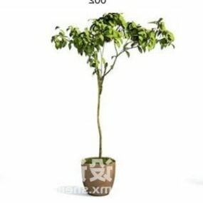 Indoor Potted Plant Office Decorating 3d model