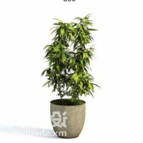 Common Indoor Potted Plant Decorating 3d model