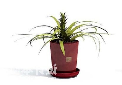 Indoor Terracotta Potted Plant Decorating