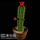 Cactus Flower Potted Plant
