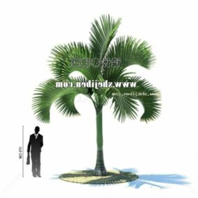 Gerçekçi Küçük Hindistan Cevizi Palmiye Ağacı 3D modeli