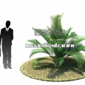户外花园亚洲棕榈树3d模型